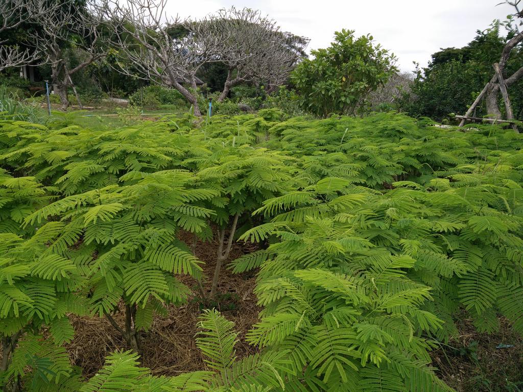 Lilawalai Resort Nongnamdeng Kültér fotó